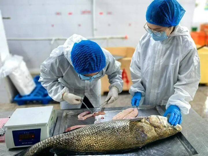 ——中山大学海洋科学学院创新守护“蓝色粮仓”|新华智见pg电子娱乐平台把实验室搬到“塘头”让成果“游”上餐桌(图5) ——中山大学海洋科学学院创新守护“蓝色粮仓”|新华智见pg电子娱乐平台把实验室搬到“塘头”让成果“游”上餐桌(图5)