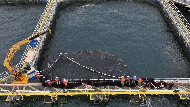 ——中山大学海洋科学学院创新守护“蓝色粮仓”|新华智见pg电子娱乐平台把实验室搬到“塘头”让成果“游”上餐桌(图8) ——中山大学海洋科学学院创新守护“蓝色粮仓”|新华智见pg电子娱乐平台把实验室搬到“塘头”让成果“游”上餐桌(图8)